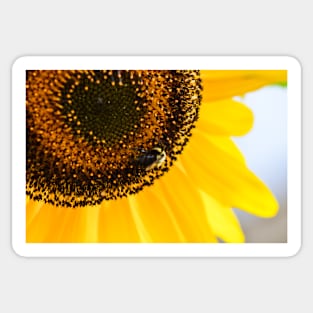 Bee and Sunflower Sticker